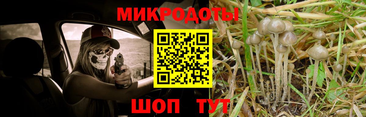 Галлюциногенные грибы Psilocybe Владимир